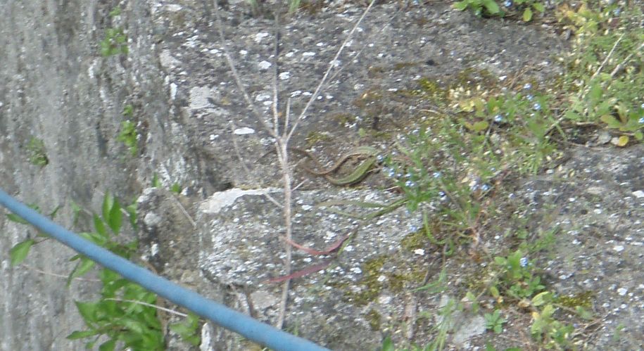 Biacchi spericolati...: da brivido!